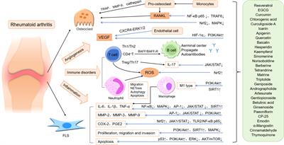 Frontiers | Natural Medicines Of Targeted Rheumatoid Arthritis And Its ...